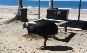 Cassowary